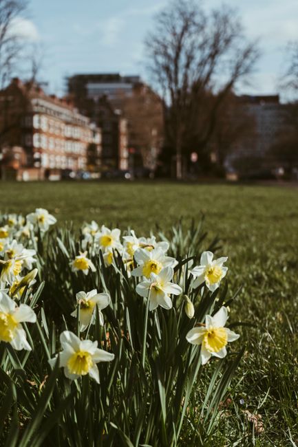 A close-up view of a cluster of blooming daffodils with white petals and bright yellow corona, arranged in a natural outdoor setting. The flowers are positioned on green, slender stems amidst grass, w