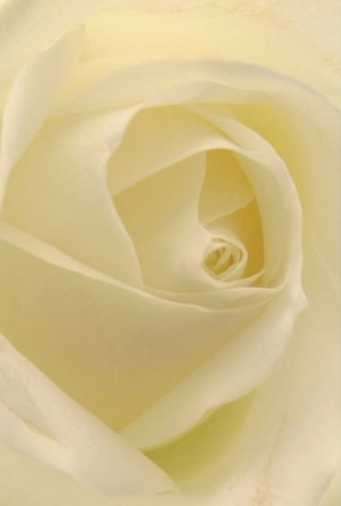 Viewed up close, the white rose emerges as a vision of layered elegance amid South Hackney's lively neighborhoods. Cream-toned petals wrap inward in a seamless spiral, their surfaces alternately coolly matte and elegantly smooth, reminiscent of the classic bouquets often carried home from Mare Street shops. The lighting in this portrait is soft and natural, the kind that filters through Hackney's green spaces on a quiet afternoon, illuminating the flower from within and accentuating the depth of its form. Shadows settle tenderly between each petal, creating a subtle drama that speaks of resilience and pure intention. To the touch, one might expect a gentle chill-petals that are both strong and yielding, balanced between strength and vulnerability. This rose is a defining image for any heartfelt occasion: from thoughtful gestures of regret to celebratory wedding centrepieces set in South Hackney venues. The sense of fragrance wafting from the bloom is as reassuring as a stroll by the canal, calming and fresh. Each nuance in colour and shape reflects an unwavering care for detail-a hallmark of local South Hackney floristry, where every arrangement aspires to evoke heartfelt emotion.