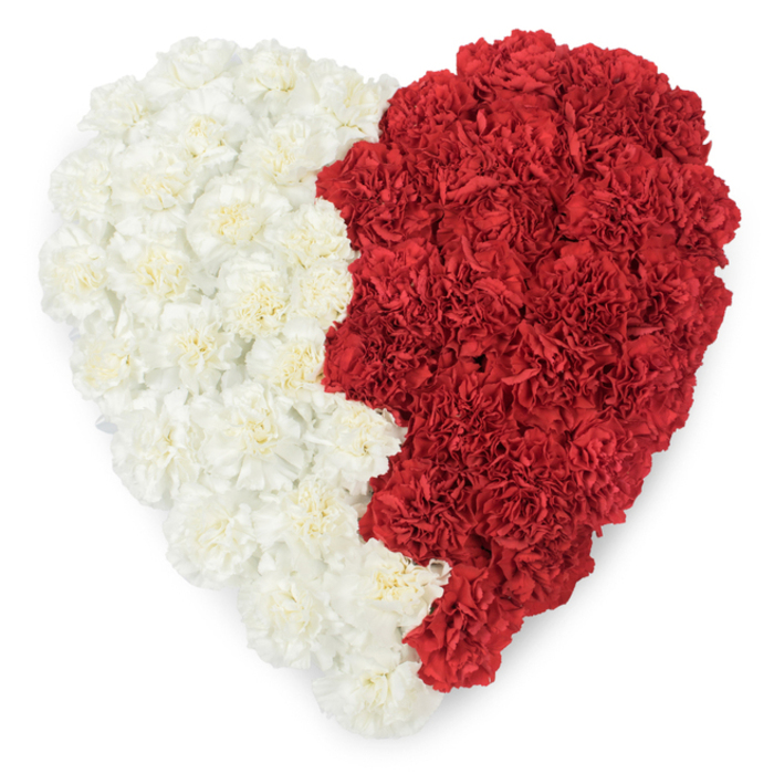 An artful aerial view of a heart crafted completely from fresh carnations, split vertically into two contrasting colour fields. The left half is composed of creamy white carnations, their many-petalled forms folded and layered to give a soft, pillowed texture; the right half is packed with deep, passionate red carnations whose richer tones create a strong visual counterpoint. The central division follows a slightly jagged, serrated line-nine small triangular points are visible where the red meets the white-an intentional graphic edge that echoes the serrated motif found in some national flags and gives the piece a ceremonial, emblematic quality. Against a pristine white backdrop, the heart's silhouette reads plainly and powerfully, each carnation's ruffled detail captured by gentle, even lighting. As a florist who prepares tributes for events across South Hackney, from community remembrances by Victoria Park to cultural ceremonies at nearby venues, I recognise this design as one that can signify patriotic feeling as readily as personal devotion: it is equally suited to a National Day floral tribute, a diplomatic floral display, or a heartfelt memorial. You can imagine the subtle scent of carnations and the cool dampness of freshly cut stems beneath your fingers; the arrangement is firm in construction and soft in appearance, a balance of craftsmanship and tenderness. This piece communicates solemnity and affection at once, offering a clear symbol through colour and shape while remaining intimate in its meticulous carnation texture.